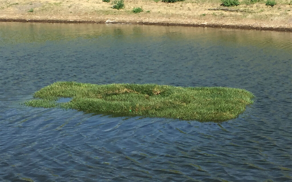 Photo of a floating island structure for Trumpeter Swan in Omaha